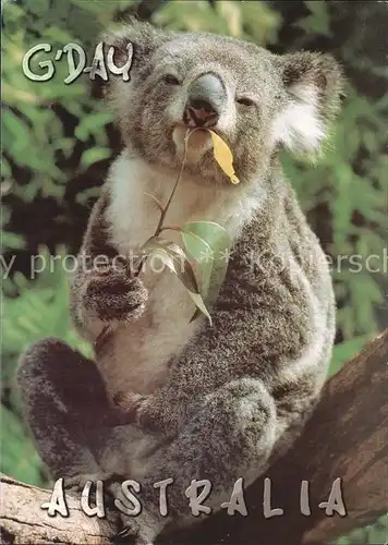 Koalabaer Australia  Kat. Tiere