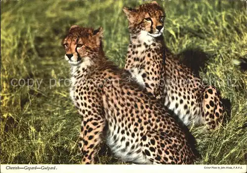 Tiere Cheetah Gepard Guepard  Kat. Tiere