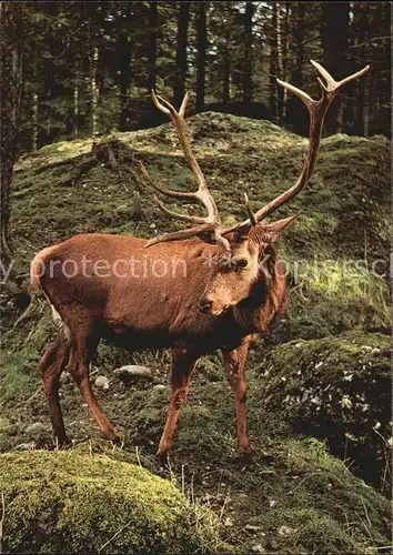 Hirsch Edelhirsch Natur  und Tierpark Goldau  Kat. Tiere