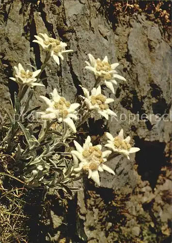 Edelweiss  Kat. Pflanzen