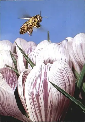 Bienen Insekten Fruehlings Safran  Kat. Imkerei