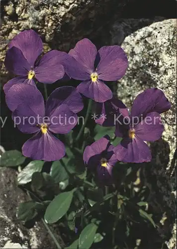 Blumen Langsporniges Veilchen Viola calcarata Kat. Pflanzen