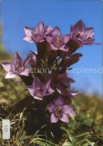 Blumen Deutscher Enzian Gentiana germanita Kat. Pflanzen