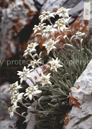 Edelweiss Leontopodium alpinum Kat. Pflanzen