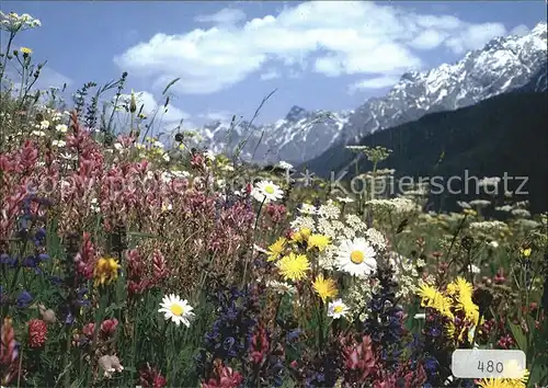 Blumen Wiesenblumen Kat. Pflanzen