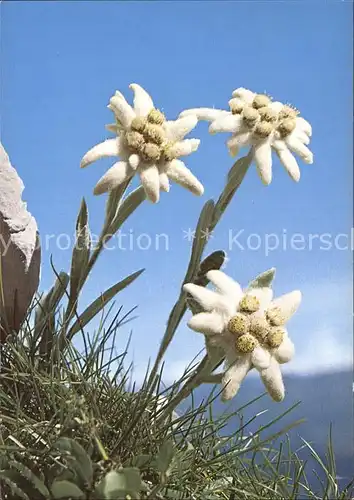 Edelweiss Leontopodium alpinum Kat. Pflanzen