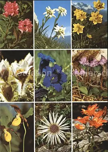 Blumen Alpenblumen Alpenrosen Edelweiss Enzian  Kat. Pflanzen