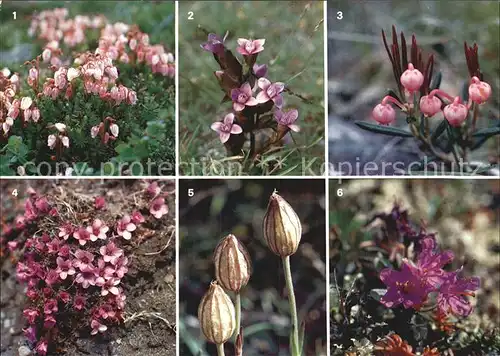 Blumen Blalyng  Bakkesote Kvitlyng Raudsildr Blindurt Lapprose Kat. Pflanzen