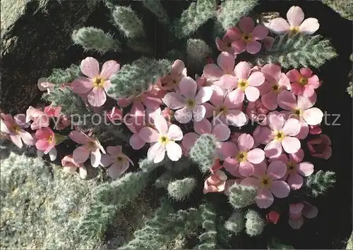 Blumen Alpenmannsschild Androsace alpina Kat. Pflanzen