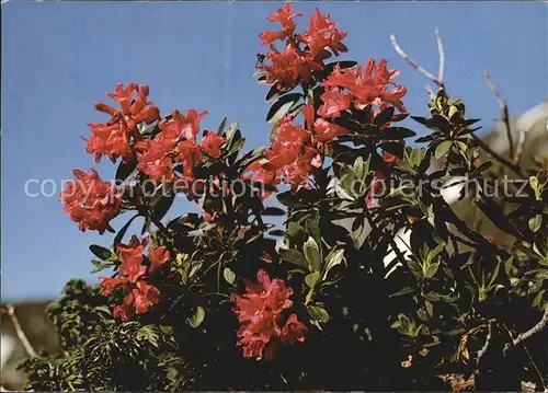Blumen Rostblaettrige Alpenrose Rhododendron ferrugineum Kat. Pflanzen