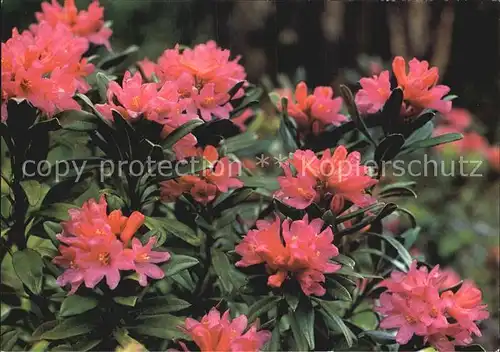 Blumen Rostrote Alpenrosen Rhododendron ferrugineum Kat. Pflanzen