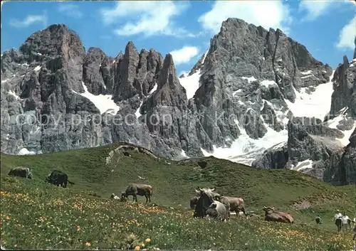 Kuehe Dolomiti Passo Rolle Cima Vezzana Bureloni Kat. Tiere