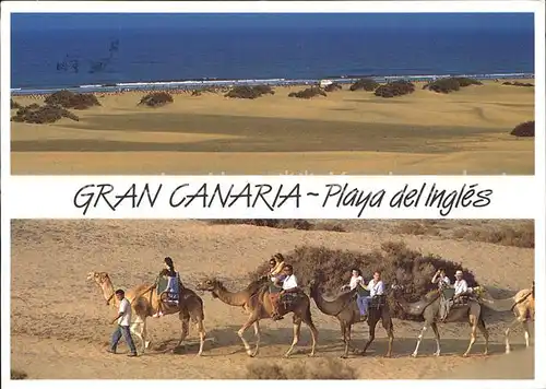 Kamele Gran Canaria Playa del Ingles  Kat. Tiere