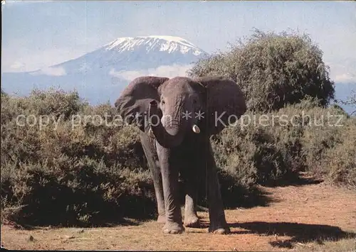 Elefant Kilimanjaro  Kat. Tiere