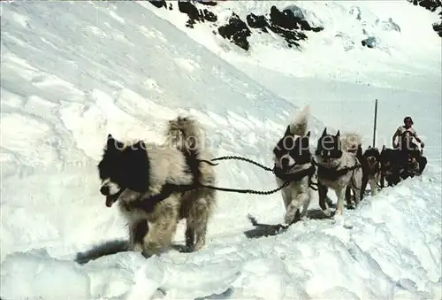 Hunde Polarhunde Jungfraujoch  Kat. Tiere