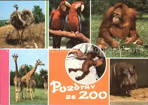 Affen Zoo Prag Papagei Strauss Giraffe Nilpferd  Kat. Tiere