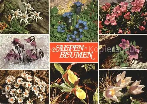 Blumen Alpenblumen Edelweiss Enzian Felsen Steinroesl Eisgloeckchen Kat. Pflanzen