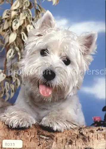 Hunde  Kat. Tiere