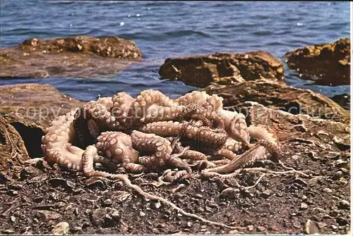 Meerestiere Octopus Hellas Griechenland  Kat. Tiere