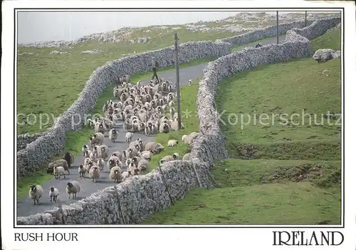Schafe Rush Hour Ireland  Kat. Tiere