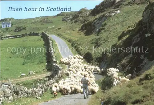 Schafe Rush Hour Scotland  Kat. Tiere