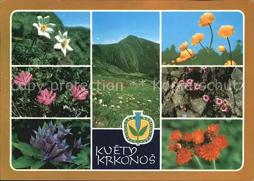 Blumen Kvety Krkonos Koniklec bily Horec tolitovity Upolin evropsky Kat. Pflanzen