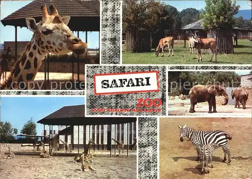 Tiere Safari Zoo Dvur Kralove nad Labem Giraffe Zebra Elefanten Kat. Tiere