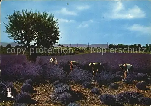 Ernte Landwirtschaft Cueillette de la Lavande France  Kat. Landwirtschaft