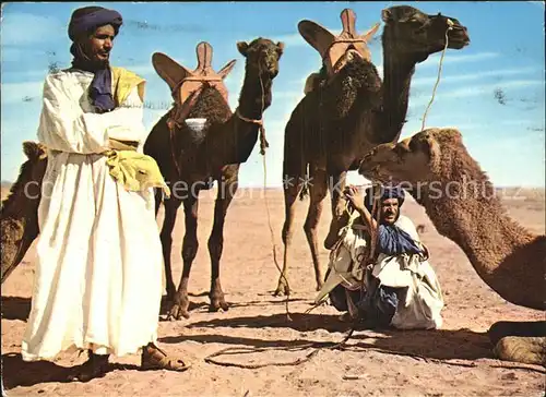 Kamele Scenes et Types du Maroc Hommes bleus Mehara Kat. Tiere