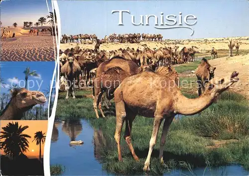 Kamele Tunisie Tunesien  Kat. Tiere