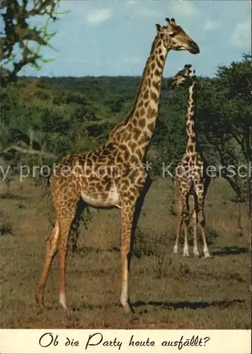 Giraffe  Kat. Tiere