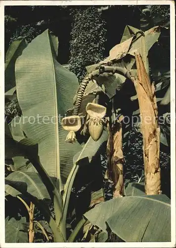 Bananen Bananenstauden Insel Mainau Bodensee  Kat. Pflanzen
