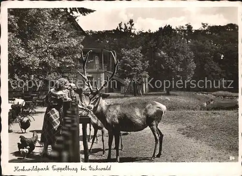 Hirsch Hochwildpark Tuppelburg  Kat. Tiere