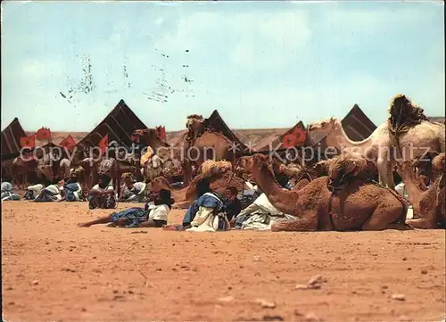 Kamele Scenes et Types du Maroc Kat. Tiere