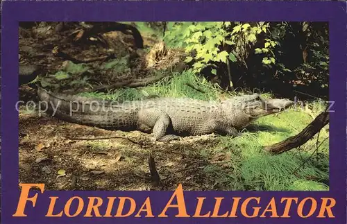 Krokodile Florida Alligator  Kat. Tiere