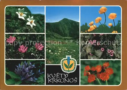 Blumen Kvety Krkonos Jestrabnik oranzovy Lomikamen vstricnolisty  Kat. Pflanzen