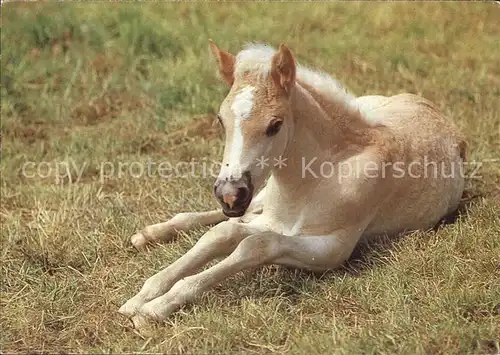 Pferde Fohlen  Kat. Tiere