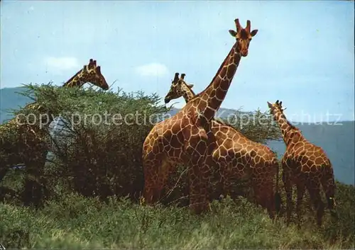 Giraffe Giraffes  Kat. Tiere