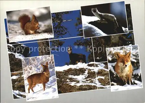 Tiere Alpentiere Eichhoernchen Gemse Fuchs  Kat. Tiere