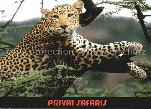 Tiere Leopard Privat Safaris  Kat. Tiere