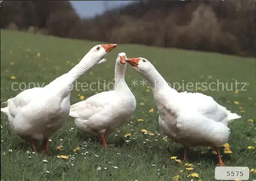 Gefluegel Hausgaense Oies Geese  Kat. Tiere