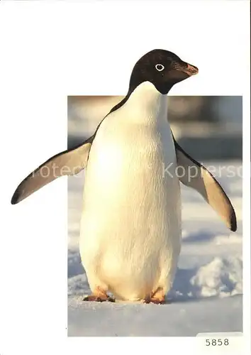 Pinguin Adelie Pinguin Pygoscelis adeliae  Kat. Tiere