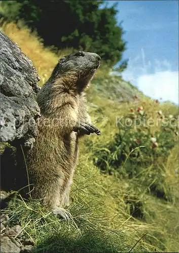 Murmeltier Marmotte Marmot  Kat. Tiere