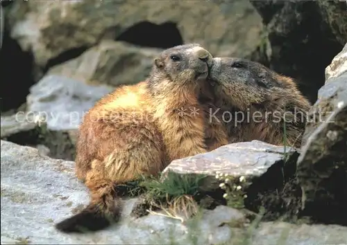 Murmeltier Marmottes Marmots  Kat. Tiere