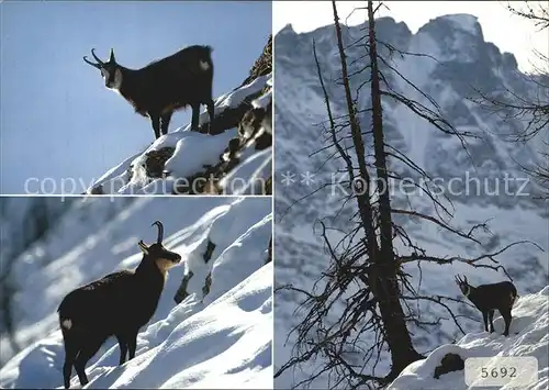 Gemse Chamois Rupicapra  Kat. Tiere