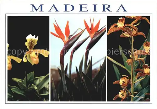 Blumen Madeira Paphiopedilum Strelitzia Cymbidium Kat. Pflanzen