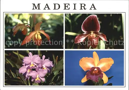 Blumen Madeira Orchideen Orquideas  Kat. Pflanzen
