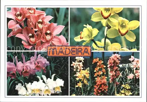 Blumen Madeira Orquideas na Quinta da Boa Vista Kat. Pflanzen