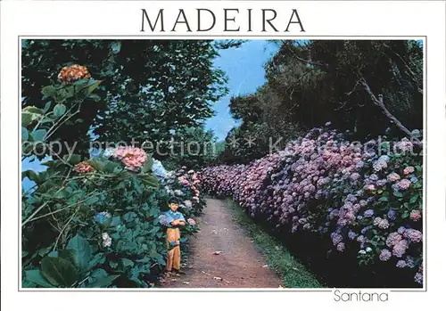 Blumen Madeira Hortensias nas Queimadas  Kat. Pflanzen