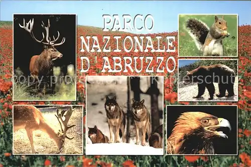 Tiere Parco Nazionale Abruzzo Hirsch Eichhoernchen Wolf Baer  Kat. Tiere